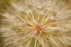 Canada-Ontario-Sioux Narrows Goats-beard flower close-up Art Print